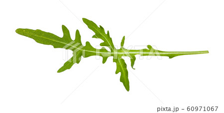 green leaf of Arugula (rocket) plant isolated green leaf of Arugula (rocket) plant isolated 60971067
