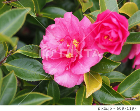 美しいサザンカ(山茶花)(水滴付き) 美しいサザンカ(山茶花)(水滴付き) 60971197
