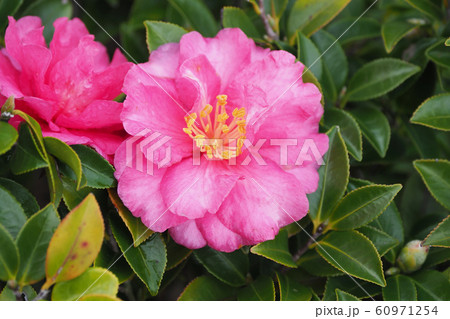 美しいサザンカ(山茶花)(水滴付き) 美しいサザンカ(山茶花)(水滴付き) 60971254