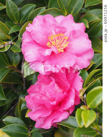 美しいサザンカ(山茶花)(水滴付き) 美しいサザンカ(山茶花)(水滴付き) 60971256