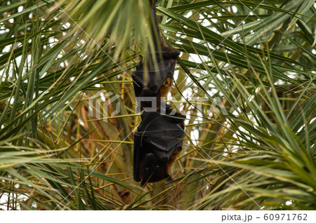 indian flying fox or greater indian fruit bat hanging from tree with eyes open at keoladeo national park or bird sanctuary, bharatpur, rajasthan, india - Pteropus giganteus 60971762