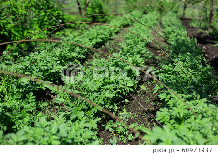 garden with potatoes planted in rows. Agriculture garden with potatoes planted in rows. Agriculture 60973937