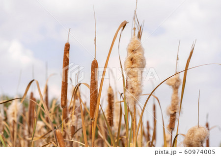 Reeds on the shore of lake, Autumn day in Reeds on the shore of lake, Autumn day in 60974005