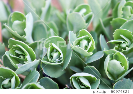 Texture of small, unblown green plants,  60974325