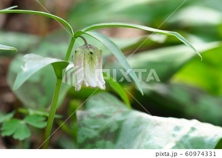 コシノコバイモの花 コシノコバイモの花 60974331