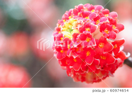 アカバナミツマタの花 60974654