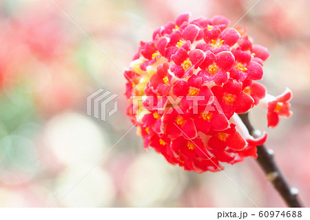 アカバナミツマタの花 60974688