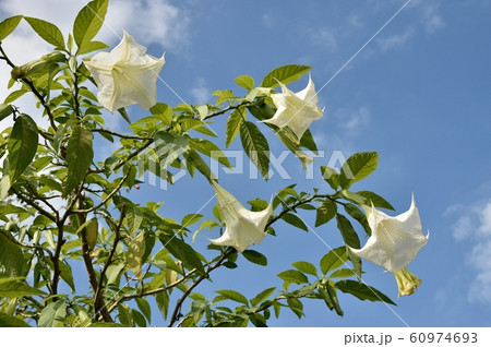 アメリカ朝鮮朝顔 ダチュラ 60974693