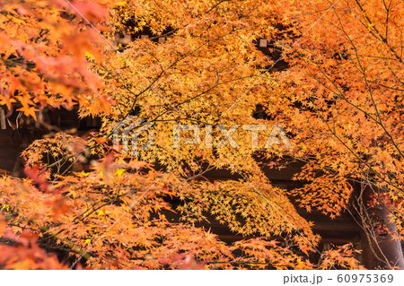 鮮やかな紅葉 60975369