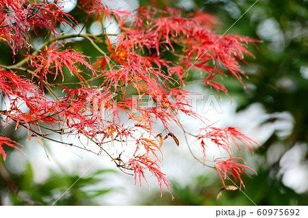 紅葉の枝垂れモミジ 紅葉の枝垂れモミジ 60975692