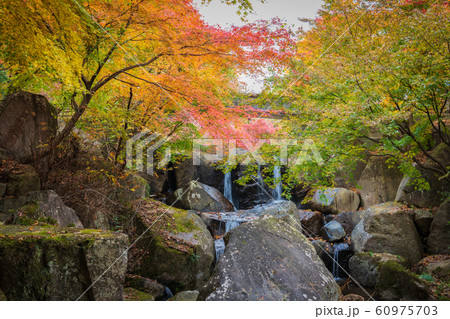日本の紅葉 60975703