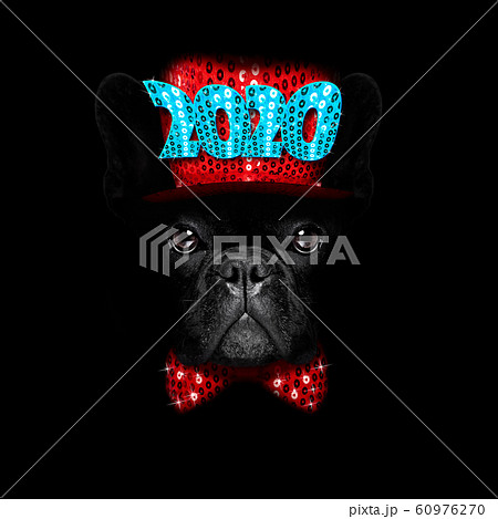 christmasn santa claus dog on black backgroud christmasn santa claus dog on black backgroud 60976270