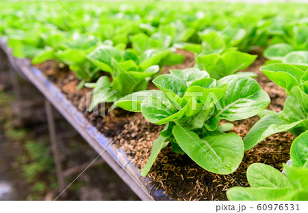 fresh green cos lettuce in organic farm. fresh green cos lettuce in organic farm. 60976531