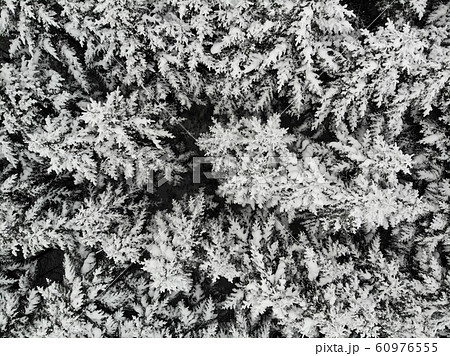 雪が積もった松の枝葉（空撮） 60976555