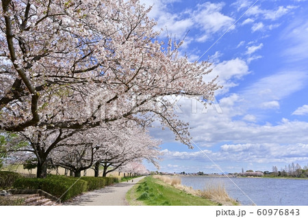 つつじが丘公園城沼湖畔の桜並木 60976843