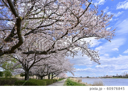 つつじが丘公園城沼湖畔の桜並木 60976845