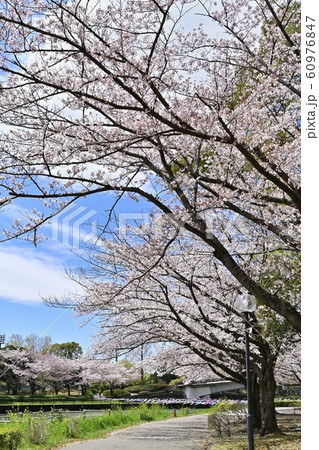つつじが丘第2公園の桜並木と鶴生田川に架かる鯉のぼり つつじが丘第2公園の桜並木と鶴生田川に架かる鯉のぼり 60976847