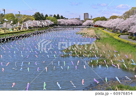 つつじが丘第２公園の桜並木と鶴生田川に架かる鯉のぼり 60976854