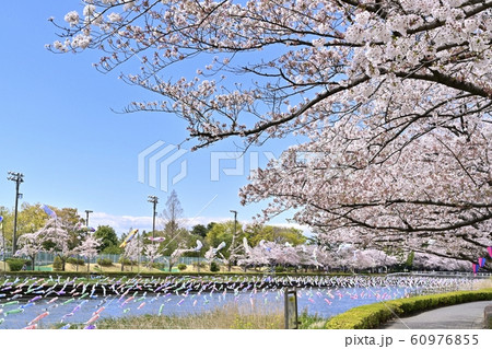 つつじが丘第２公園の桜並木と鶴生田川に架かる鯉のぼり 60976855