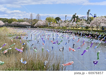つつじが丘第２公園の桜並木と鶴生田川に架かる鯉のぼり 60976857