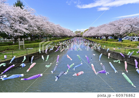 つつじが丘第２公園の桜並木と鶴生田川に架かる鯉のぼり 60976862