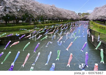 つつじが丘第2公園の桜並木と鶴生田川に架かる鯉のぼり つつじが丘第2公園の桜並木と鶴生田川に架かる鯉のぼり 60976867