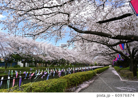 つつじが丘第2公園の桜並木と鶴生田川に架かる鯉のぼり つつじが丘第2公園の桜並木と鶴生田川に架かる鯉のぼり 60976874