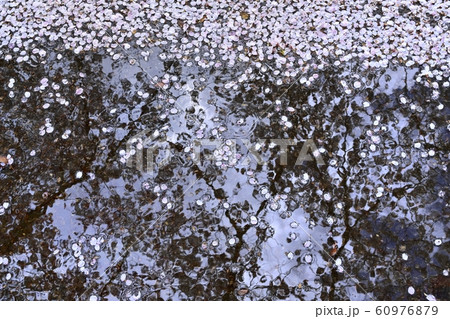 つつじが丘第２公園の水たまりに落ちた桜の花びら 60976879