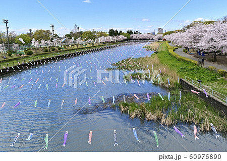つつじが丘第2公園の桜並木と鶴生田川に架かる鯉のぼり つつじが丘第2公園の桜並木と鶴生田川に架かる鯉のぼり 60976890