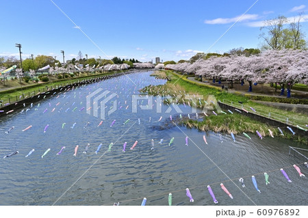 つつじが丘第2公園の桜並木と鶴生田川に架かる鯉のぼり つつじが丘第2公園の桜並木と鶴生田川に架かる鯉のぼり 60976892