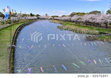 つつじが丘第２公園の桜並木と鶴生田川に架かる鯉のぼり 60976897