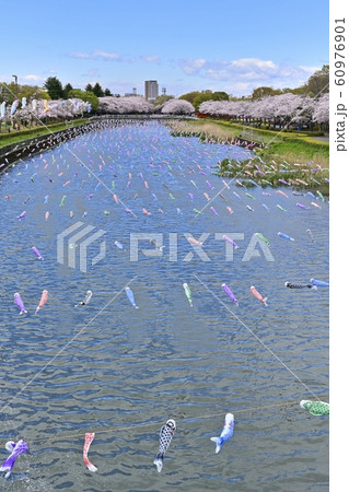 つつじが丘第２公園の桜並木と鶴生田川に架かる鯉のぼり 60976901