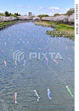 つつじが丘第2公園の桜並木と鶴生田川に架かる鯉のぼり つつじが丘第2公園の桜並木と鶴生田川に架かる鯉のぼり 60976905