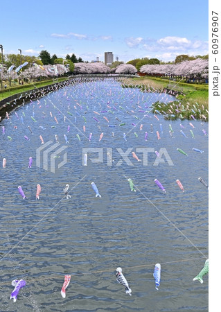 つつじが丘第2公園の桜並木と鶴生田川に架かる鯉のぼり つつじが丘第2公園の桜並木と鶴生田川に架かる鯉のぼり 60976907