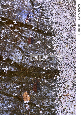 つつじが丘第２公園の遊歩道の水たまりに落ちた桜の花びら 60976929