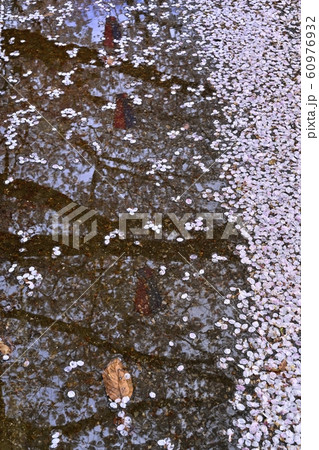つつじが丘第２公園の遊歩道の水たまりに落ちた桜の花びら 60976932