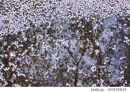 つつじが丘第2公園の遊歩道の水たまりに落ちた桜の花びら つつじが丘第2公園の遊歩道の水たまりに落ちた桜の花びら 60976935