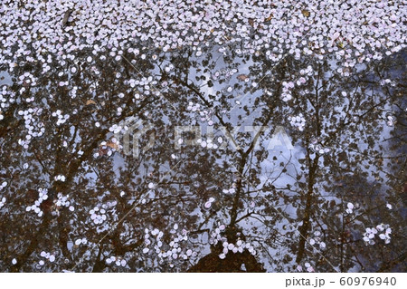 つつじが丘第２公園の遊歩道の水たまりに落ちた桜の花びら 60976940