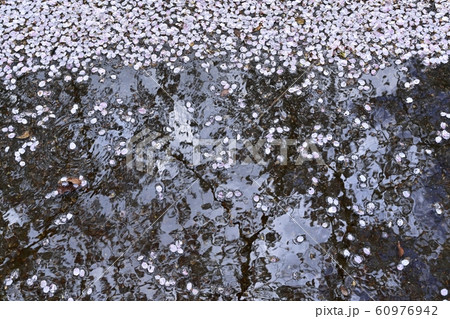 つつじが丘第2公園の遊歩道の水たまりに落ちた桜の花びら つつじが丘第2公園の遊歩道の水たまりに落ちた桜の花びら 60976942
