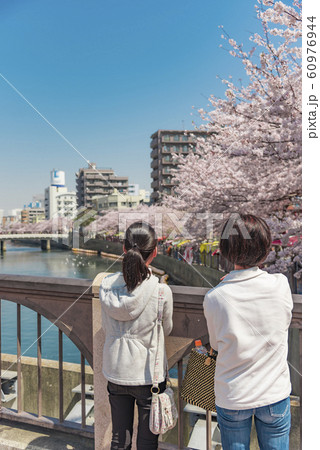 【大岡川　染井吉野】 60976944