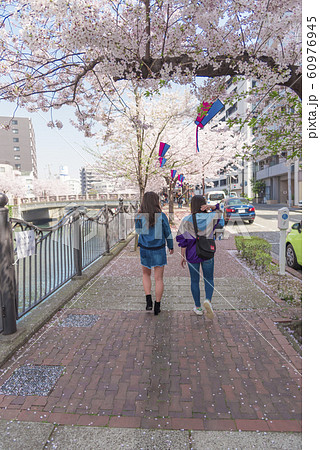 【大岡川 染井吉野】 【大岡川 染井吉野】 60976945