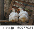 Chicken on the farm 60977084