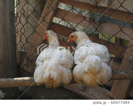 Chicken on the farm 60977084