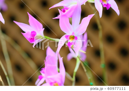 レリアの花 レリアの花 60977111