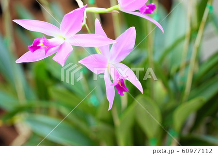 レリアの花 レリアの花 60977112