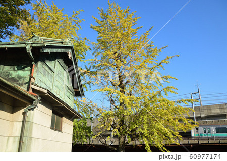 黄葉のイチョウと青銅の蔵と青空とE233系電車 60977174