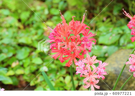 ダイアモンドリリーの花 60977221