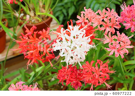 ダイアモンドリリーの花 60977222