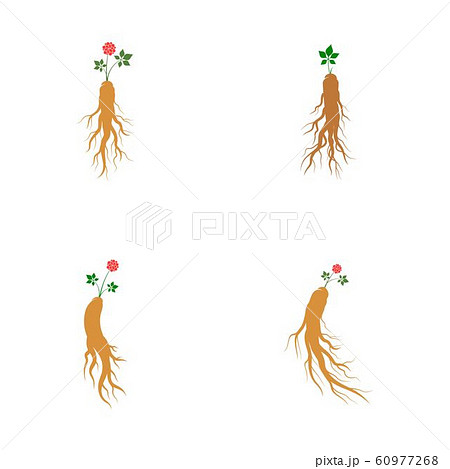 Ginseng vector icon illustration 60977268
