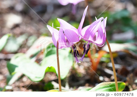 カタクリの花 60977478